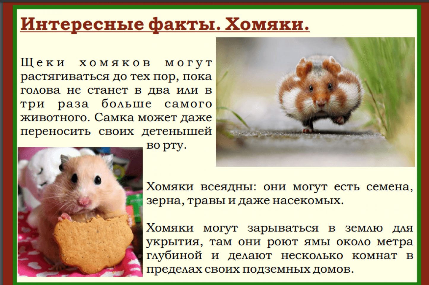 К чему снится хомяк — толкования из разных сонников