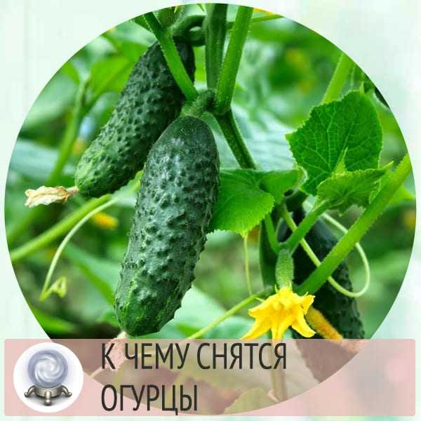 К чему снятся соленые огурцы женщине на сайте сонник гуру