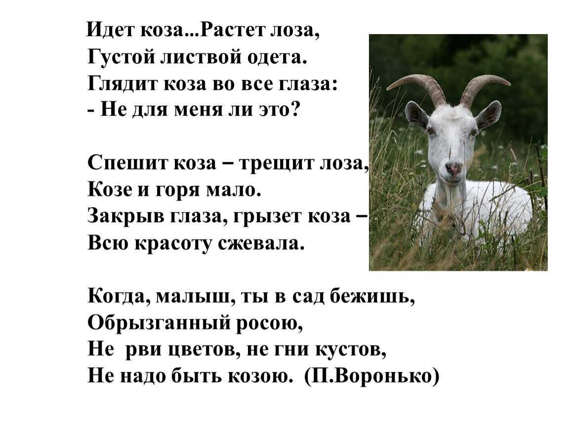 К чему снится  коза во сне — по 90 сонникам! если видишь во сне коза что значит?