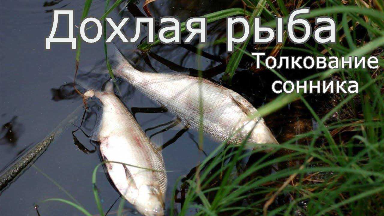Поймать рыбу во сне мужчине: молодому, взрослому, пожилому, сон по дням недели