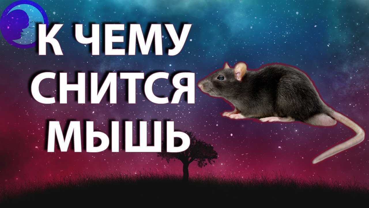 Маленькая мышка
