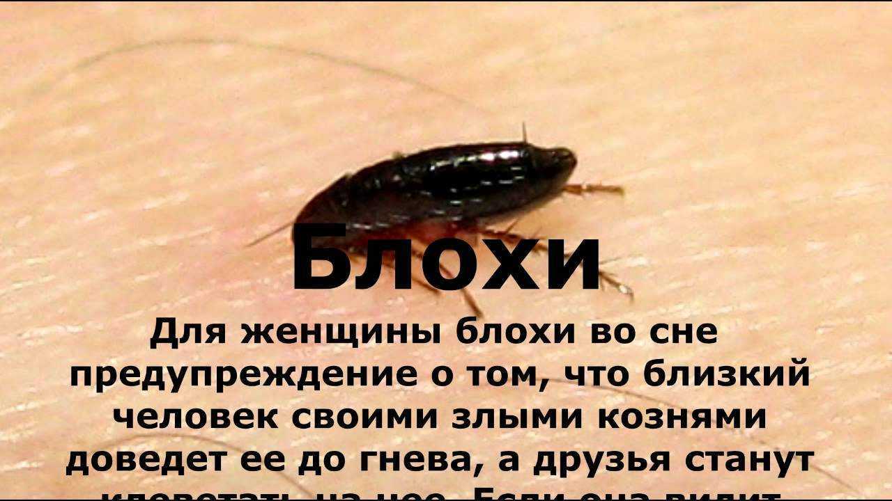 Что означают во сне вши в голове 💤 - топ 42 толкований ✨ по сонникам: к чему снится женщине и мужчине видеть и давить насекомых у себя либо у ребенка в волосах