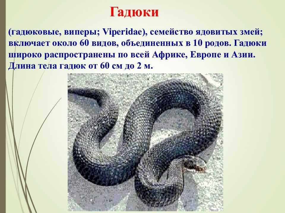 К чему снятся змеи. сонник: змея во сне
