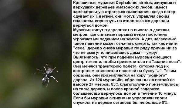 К чему снятся тараканы - значение сна тараканы по соннику