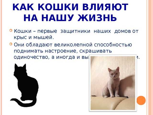 Приснились щенки