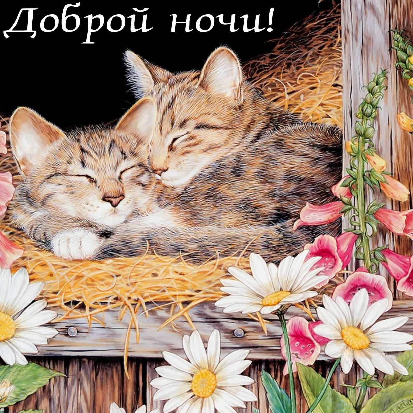 Картинки спокойной ночи, сладких снов! 112 красивых изображений
