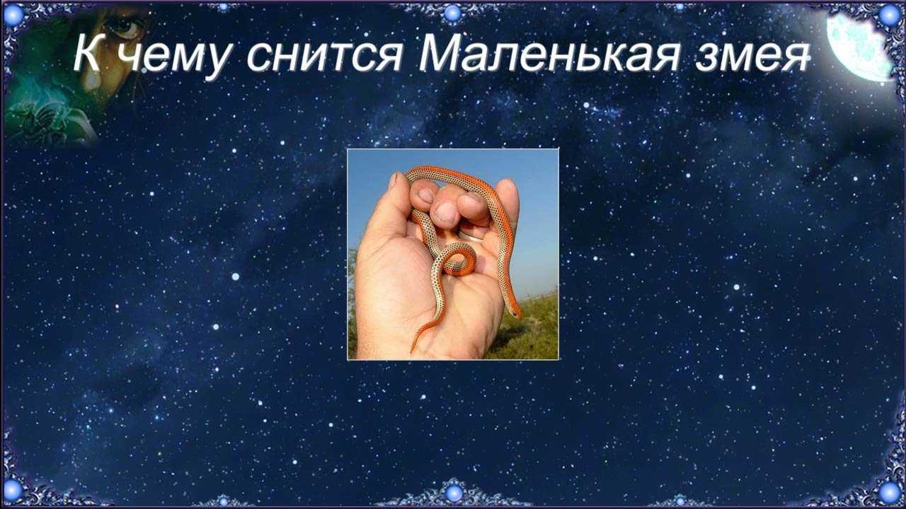К чему снятся змеи: значение сна, самое полное толкование сновидений по соннику