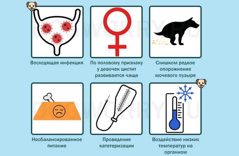 Недержание мочи у собаки: причины и лечение - zverki.click - домашние животные