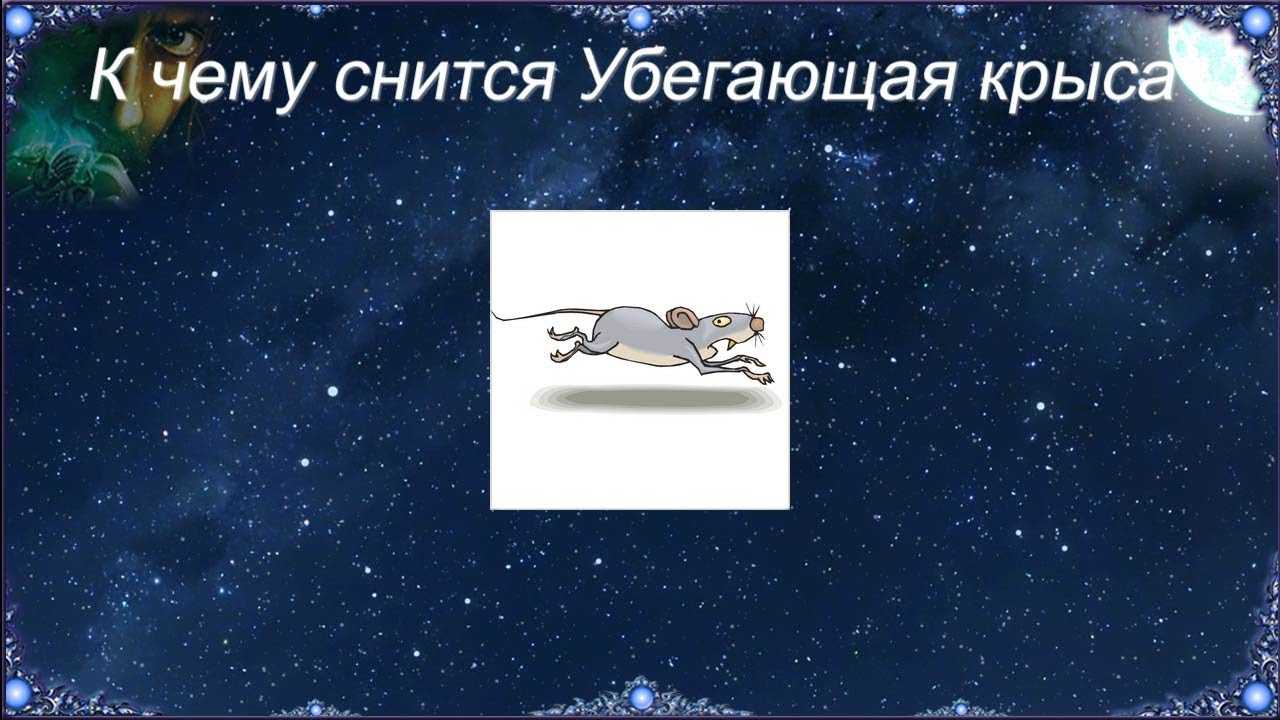 Видеть во сне живую крысу 🐀: 45 толкований ✨ по различным сонникам, к чему снятся большие грызуны в доме или в помещении женщине или мужчине, увидеть крысиный хвост
