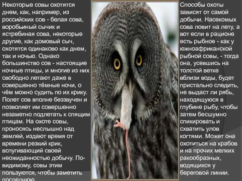 Сова - символ мудрости, богатства и хранителем урожая