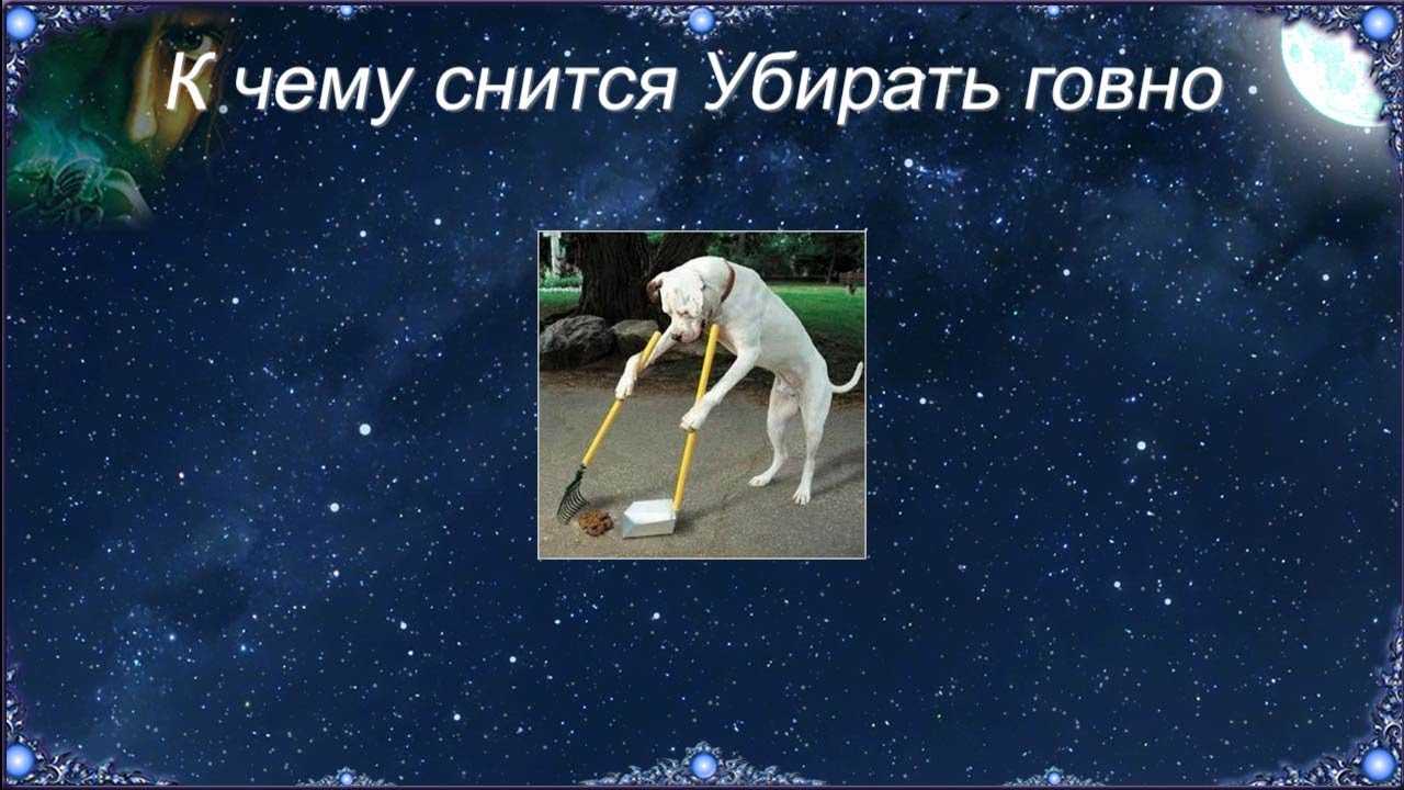 Снятся фекалии: толкования кала во сне по различным сонникам, увидеть экскременты во сне — к чему это