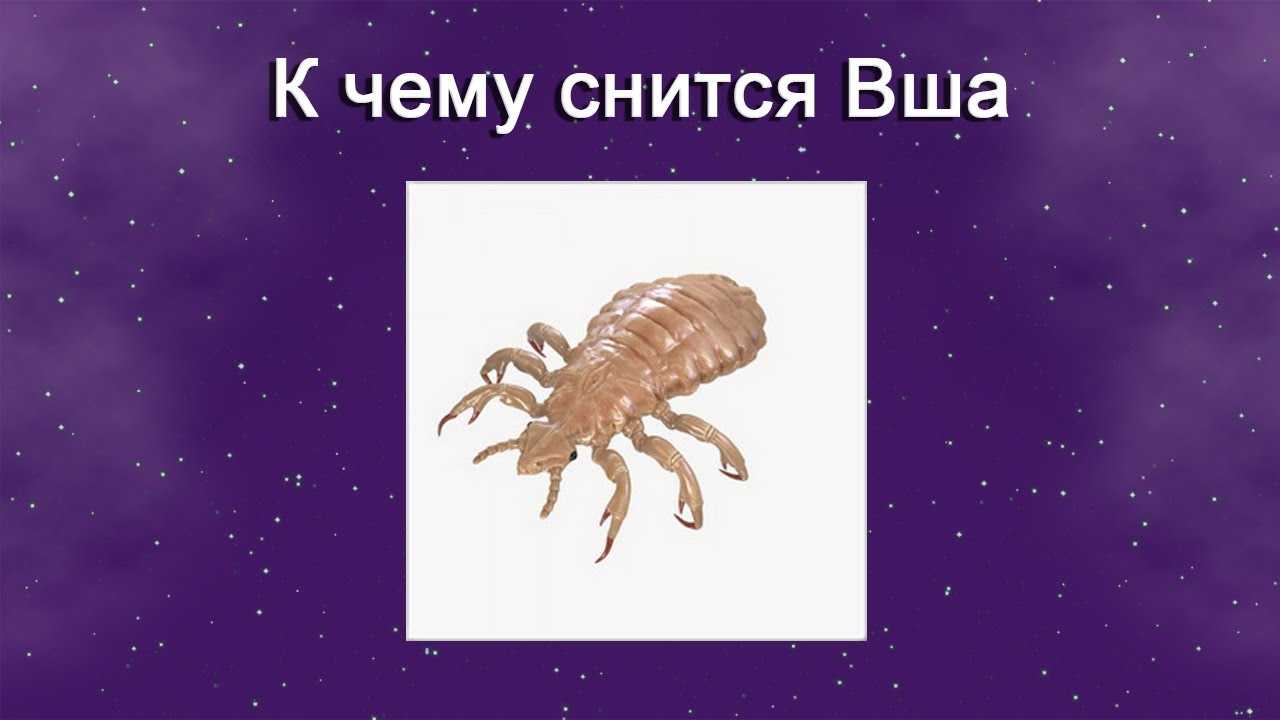 К чему снятся вши: большие и мелкие, на чужой голове, на другом человеке