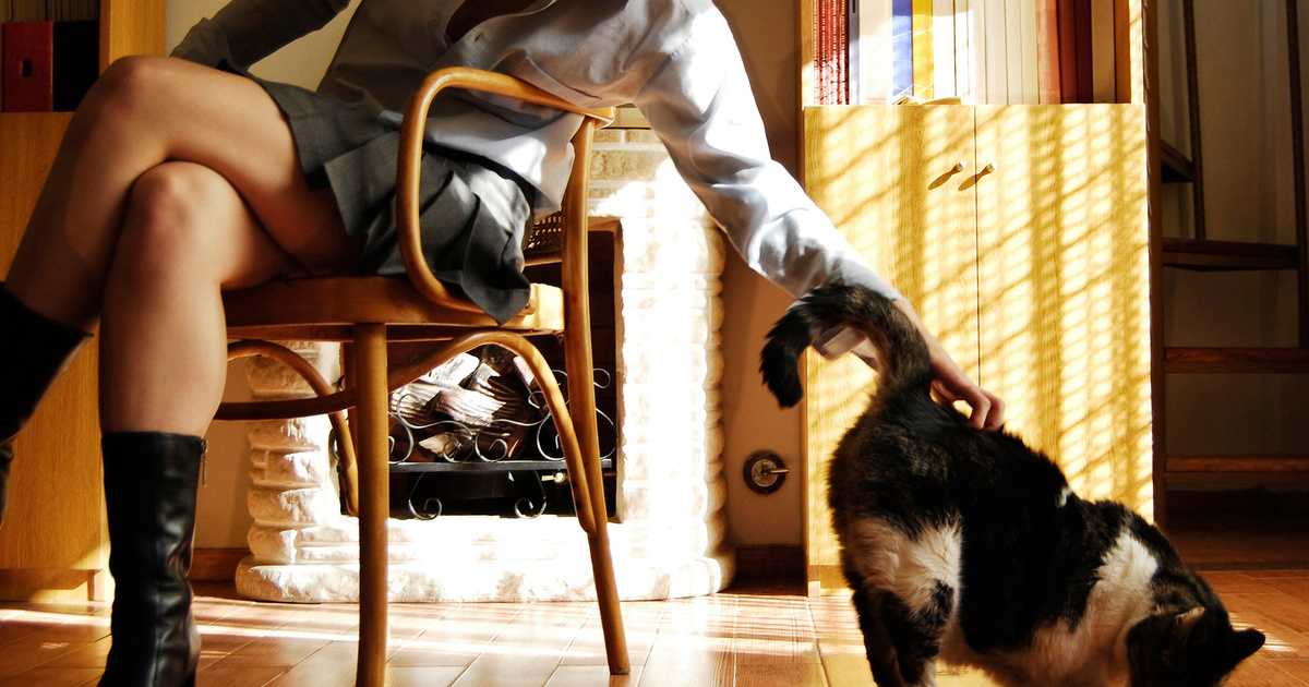 Почему кошка мяукает по ночам? - коточек