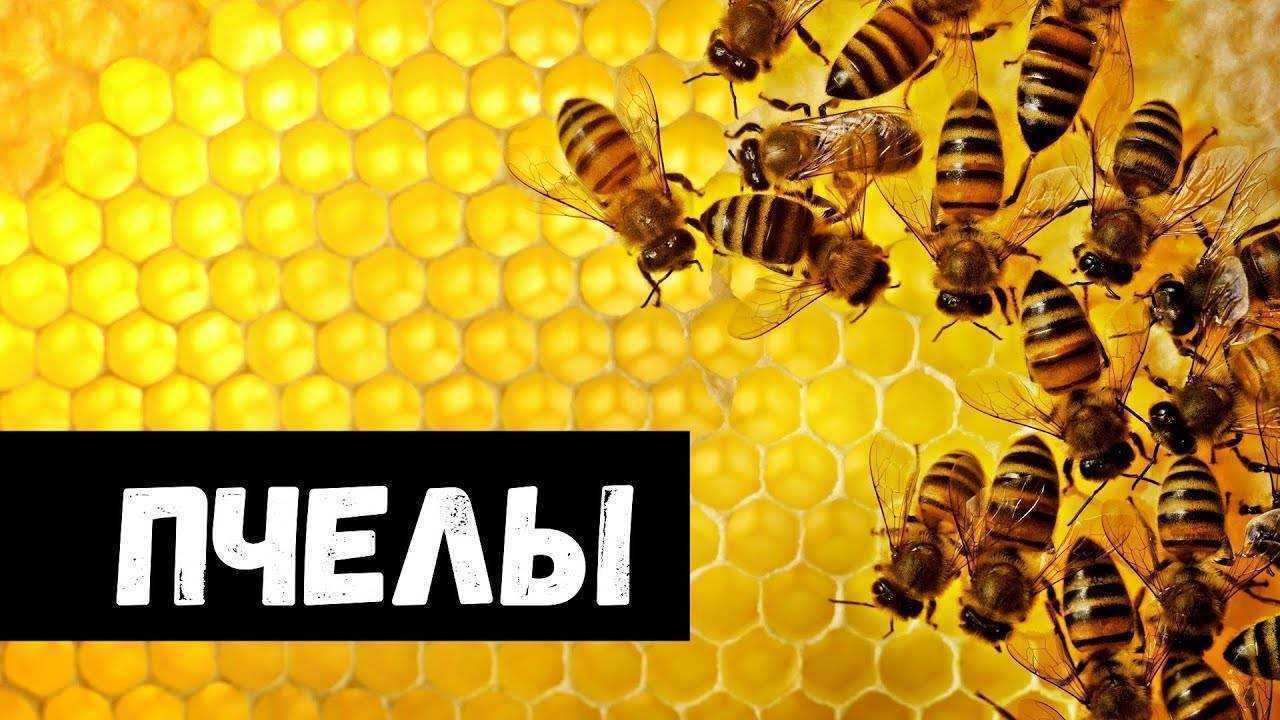 К чему снятся пчелы: толкование снов про пчел, к чему снятся укусы и рой,