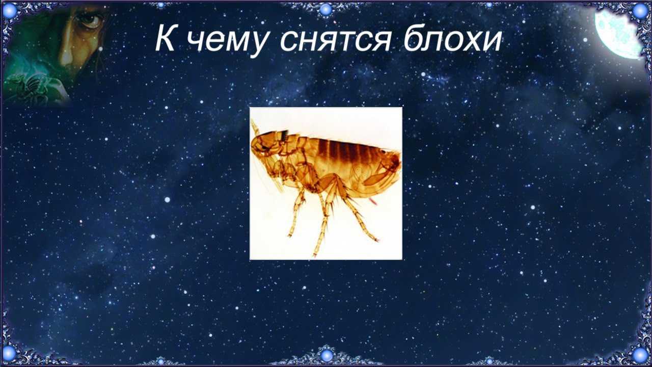 Приснилась блоха на человеке и животных, толкования по сонникам