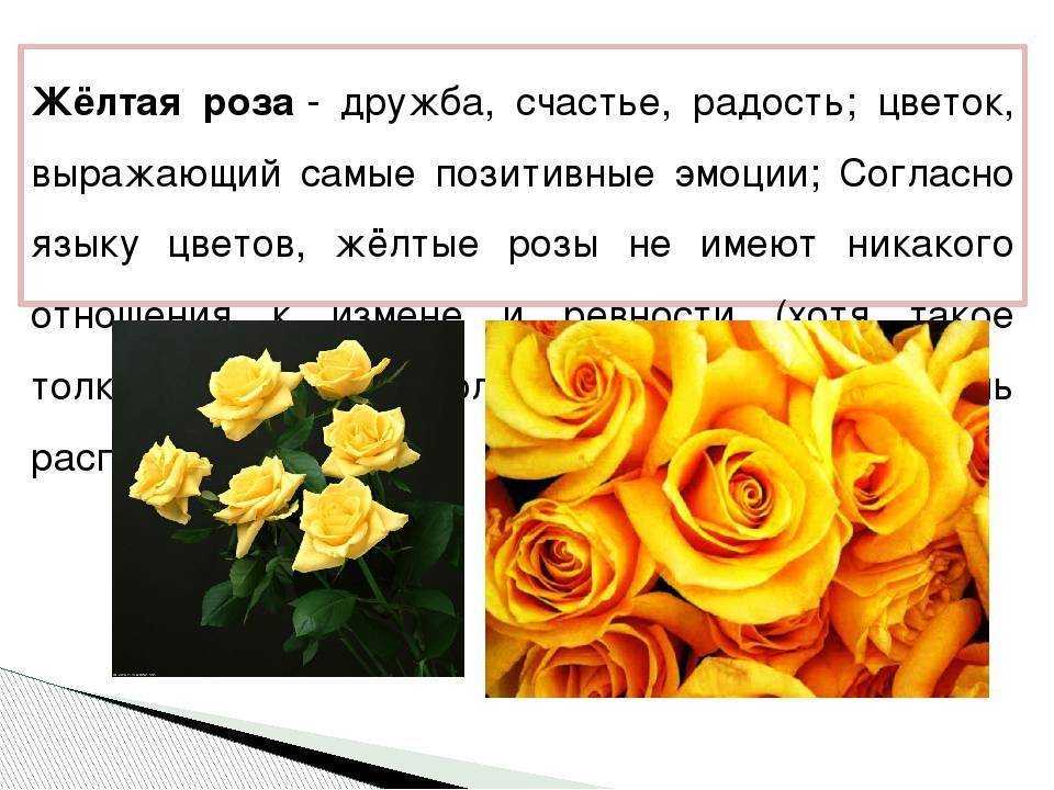 Сновидения про цветы: к чему снится желтый цветок, значение сна про сад, яркие растения или букет роз