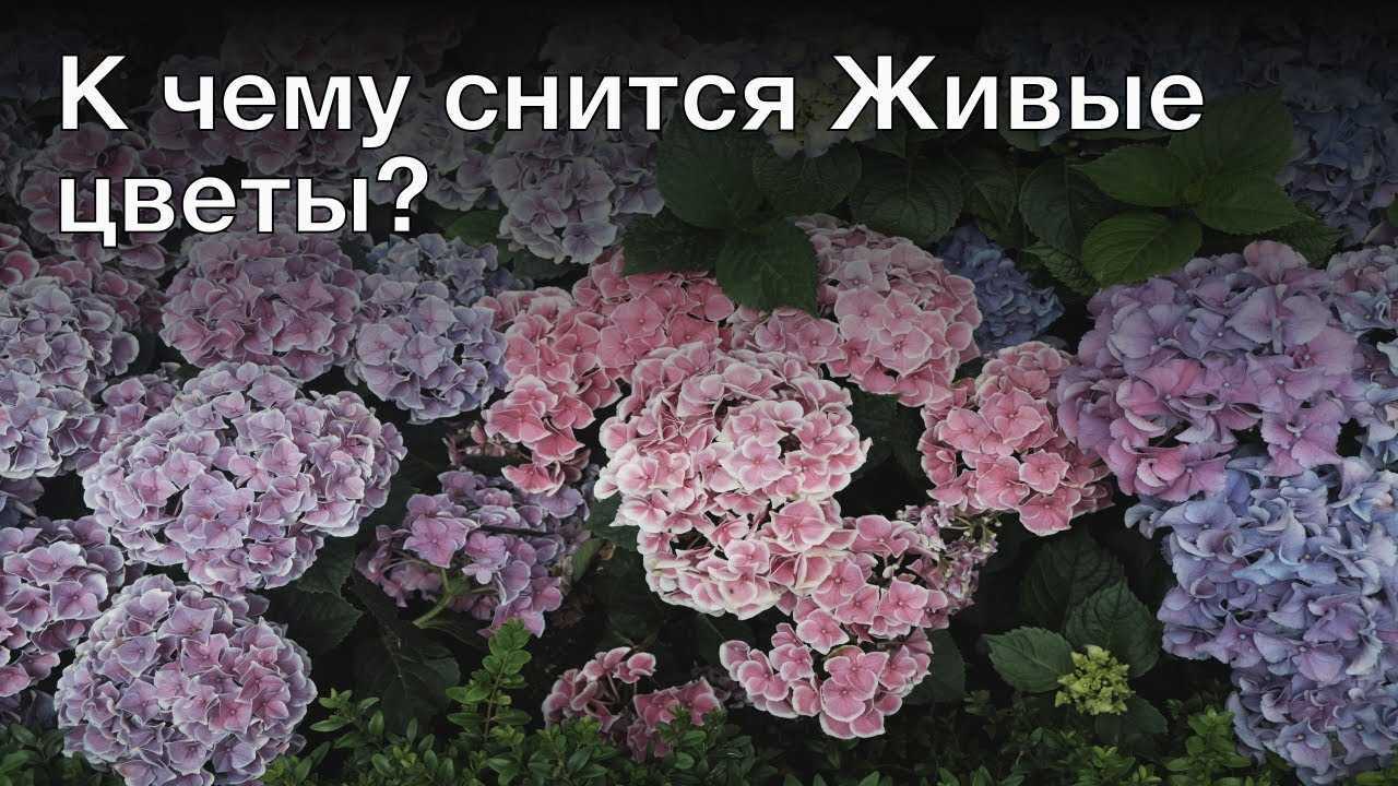 К чему снится букет цветов женщине или мужчине — 58 толкований из разных сонников