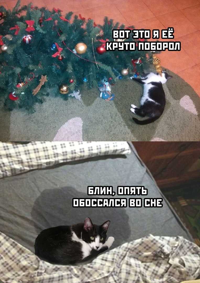 Сонник кошка поймала крысу мышь. к чему снится кошка поймала крысу мышь видеть во сне