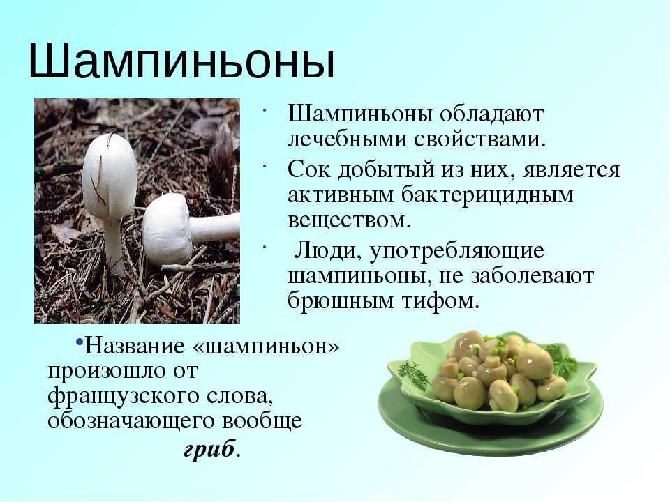Березовый гриб чага