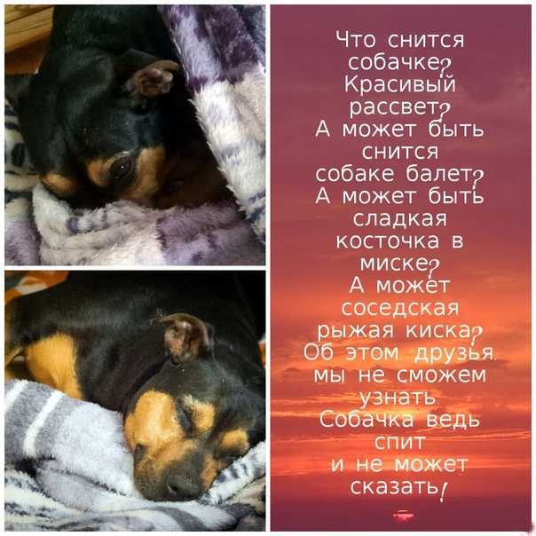 К чему снится щенок женщине? – щенок во сне замужней и незамужней женщины