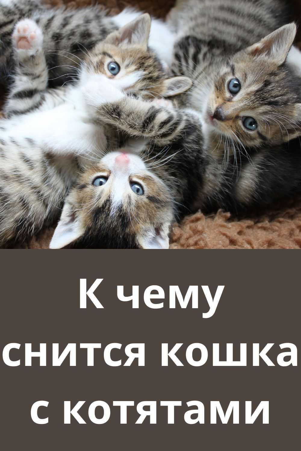 Народные приметы и суеверия: к чему трехцветная кошка в доме