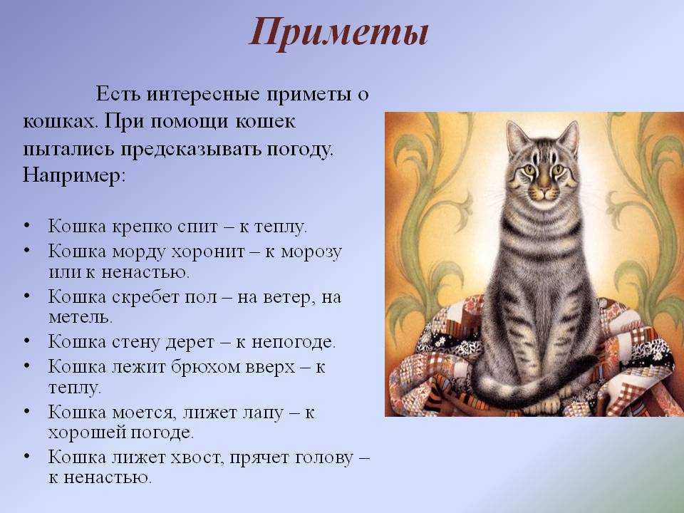 Почему и как мурлыкают кошки: феномен кошачьего урчания