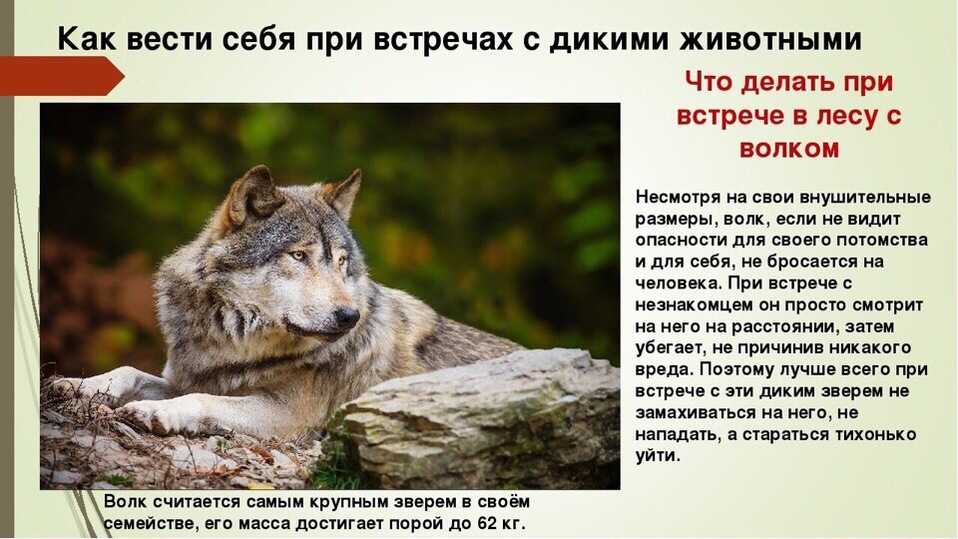 Сонник. к чему снится много собак во сне: значение, чего ожидать, что предвещает сновидение