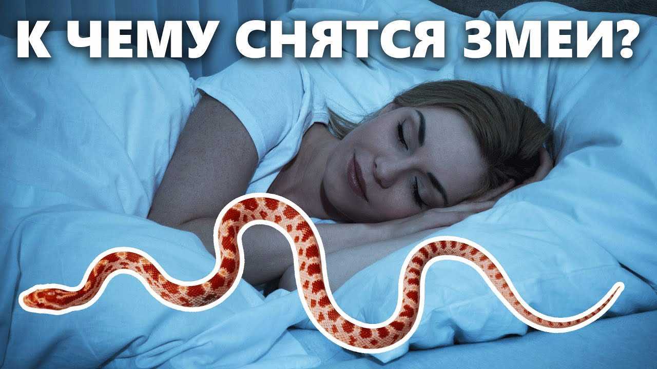 К чему снится черная змея: толкование образа по известным сонникам