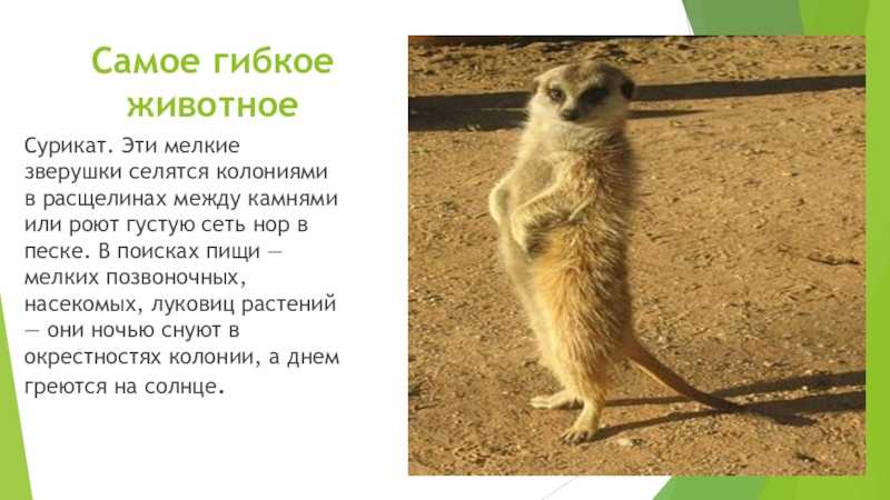 К чему снятся сурикаты