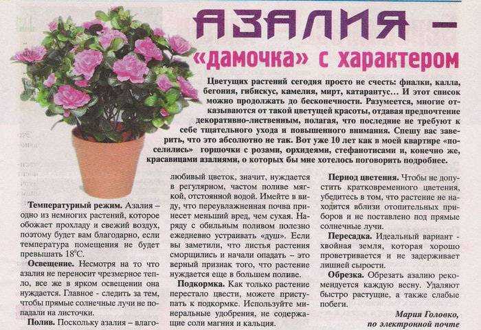 Сонник пересаживать комнатные растения. к чему снится горшок? к чему снятся цветы в горшках? толкование сна «горшок. поливать цветок в сновидении