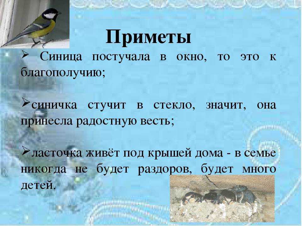 Сон птицы в доме на сайте сонник гуру
