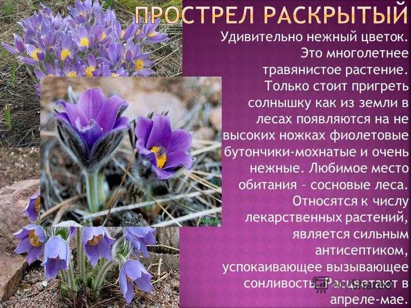 Сон-трава и легенды о ней - наталия борисовна ефанова