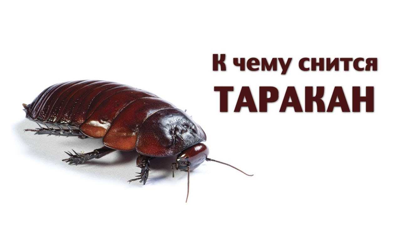 К чему снится много тараканов 💤 — подробные интерпретации сна 👍 по 45 популярным сонникам: к чему может сниться мужчине или женщине убить кучу прусаков в квартире