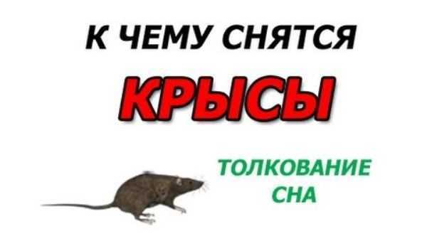 К чему снятся крысы много больших крыс в доме