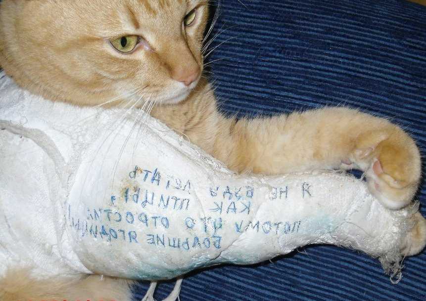 Почему хромает кот шотландской породы