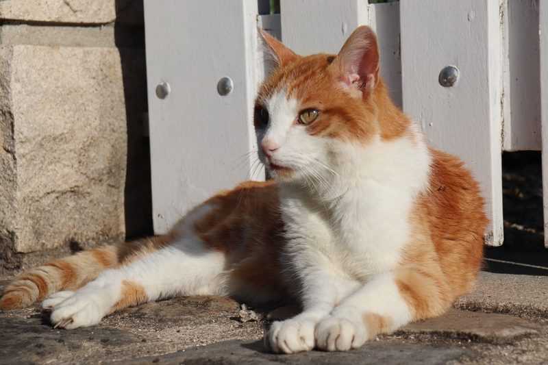 К чему снятся кошки: женщине, мужчине, с котятами, рожающие
