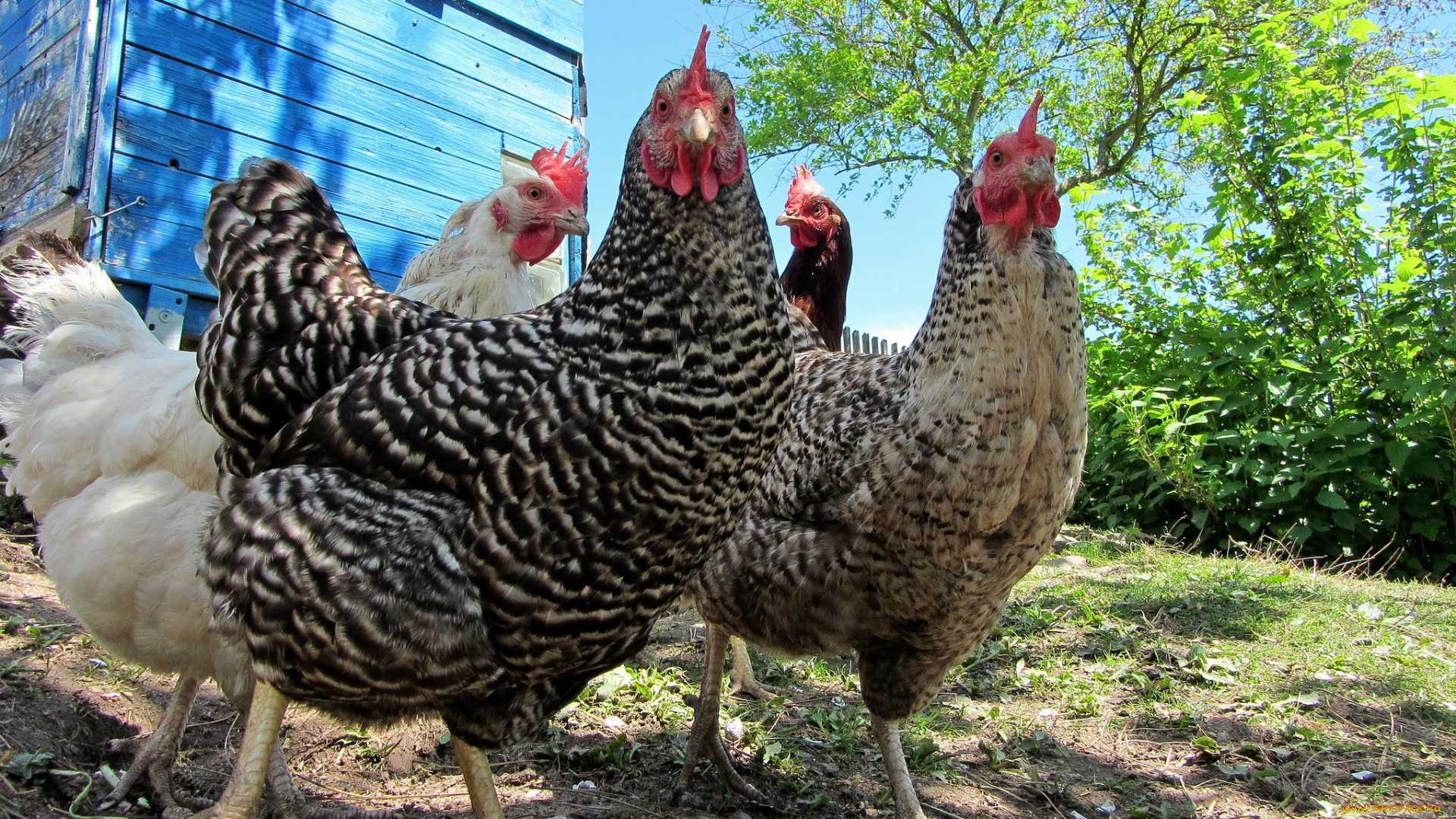К чему снятся куры женщине. сонники про куриц во сне женщины