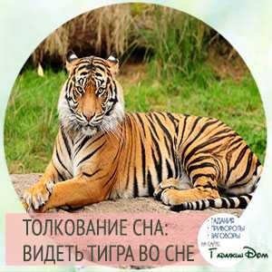 Приснился тигр 🐅 - топ 35 толкований сна 😴 по сонникам: к чему снится ласковый, нападающий, большой или ручной хищник женщине и мужчине в доме и что значит если он убит