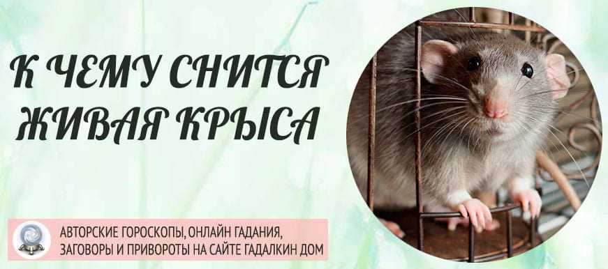К чему снятся мыши: много маленьких серых, белые, кот и мышки