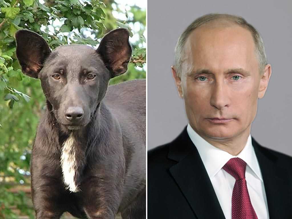  хвостатая викторина