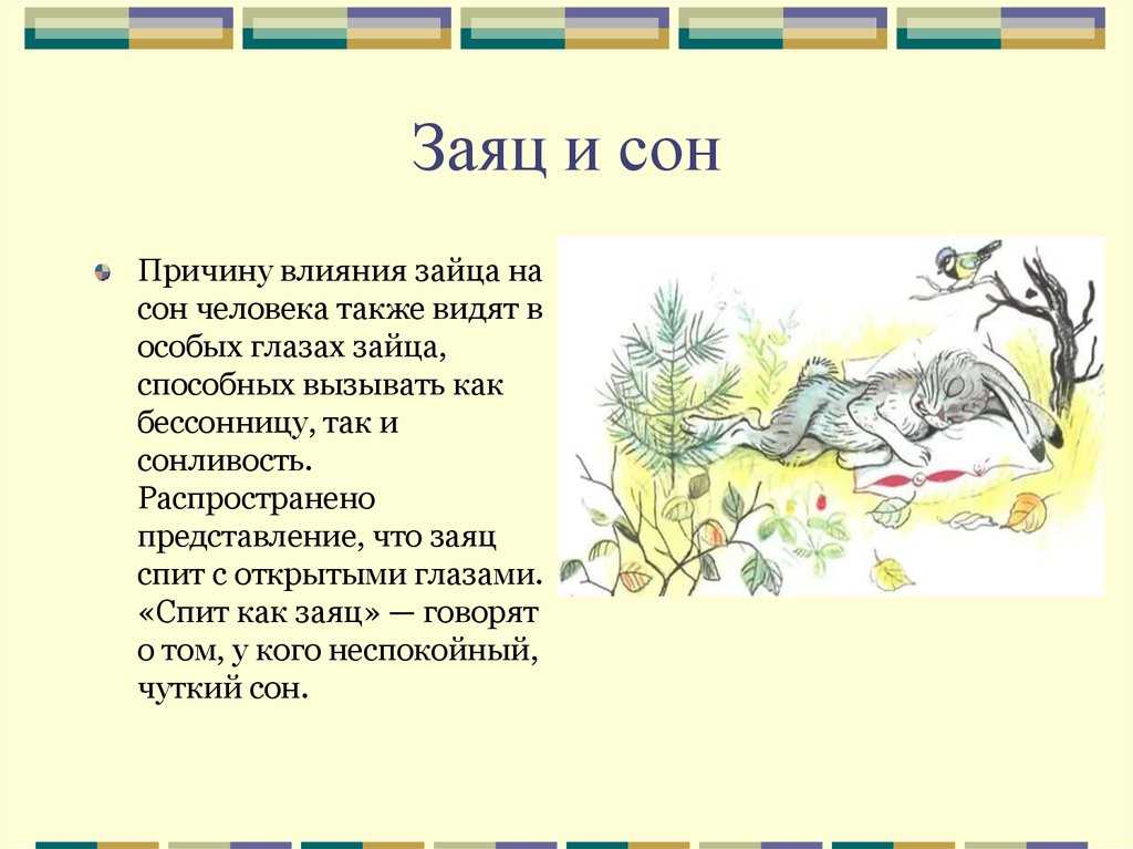 К чему снятся кролики женщине или мужчине – сонник энигма
