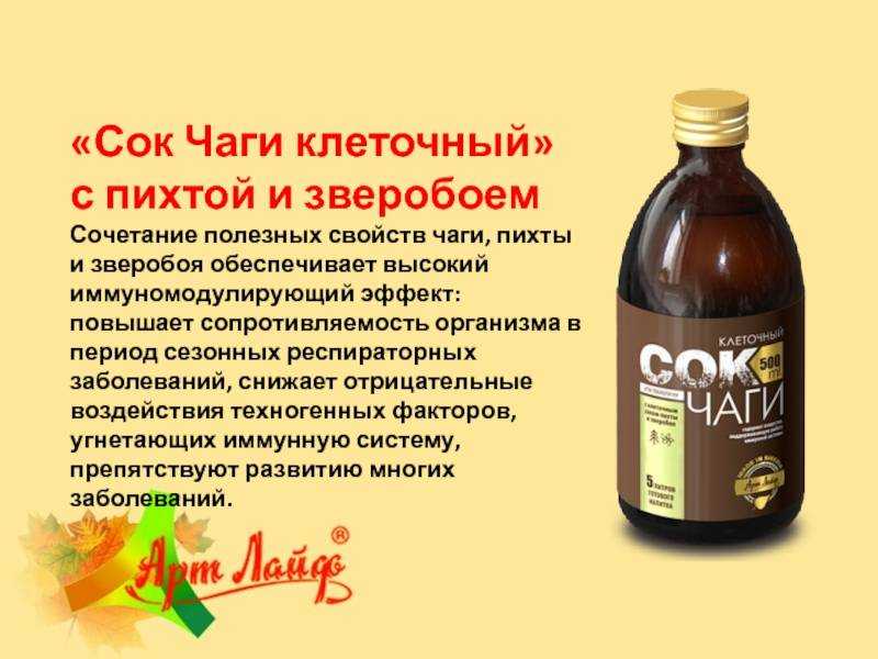 Гриб чага – целебный убийца берез (5 видео) | грибы собираем
