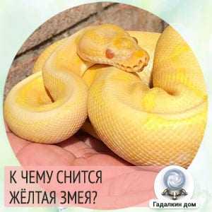 Сонник: снится большая желтая змея - к чему видеть это во сне?
