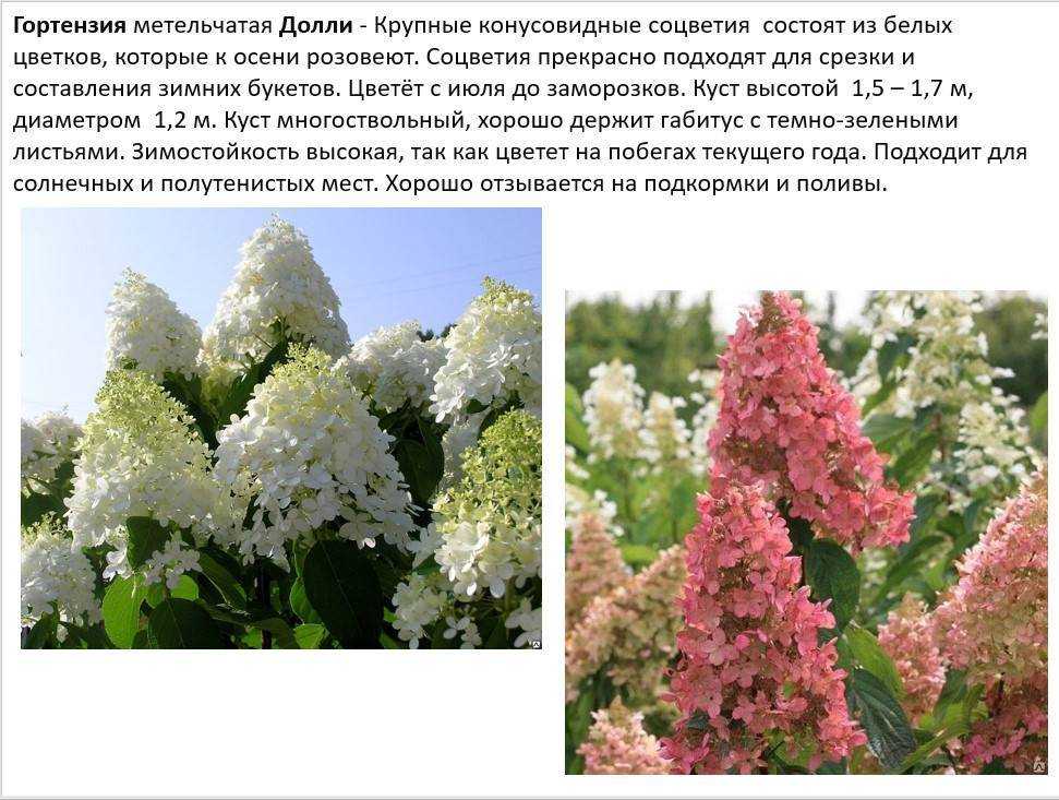С какими растениями рядом лучше сажать гортензию: ландшафтный дизайн на даче | baskal45.ru