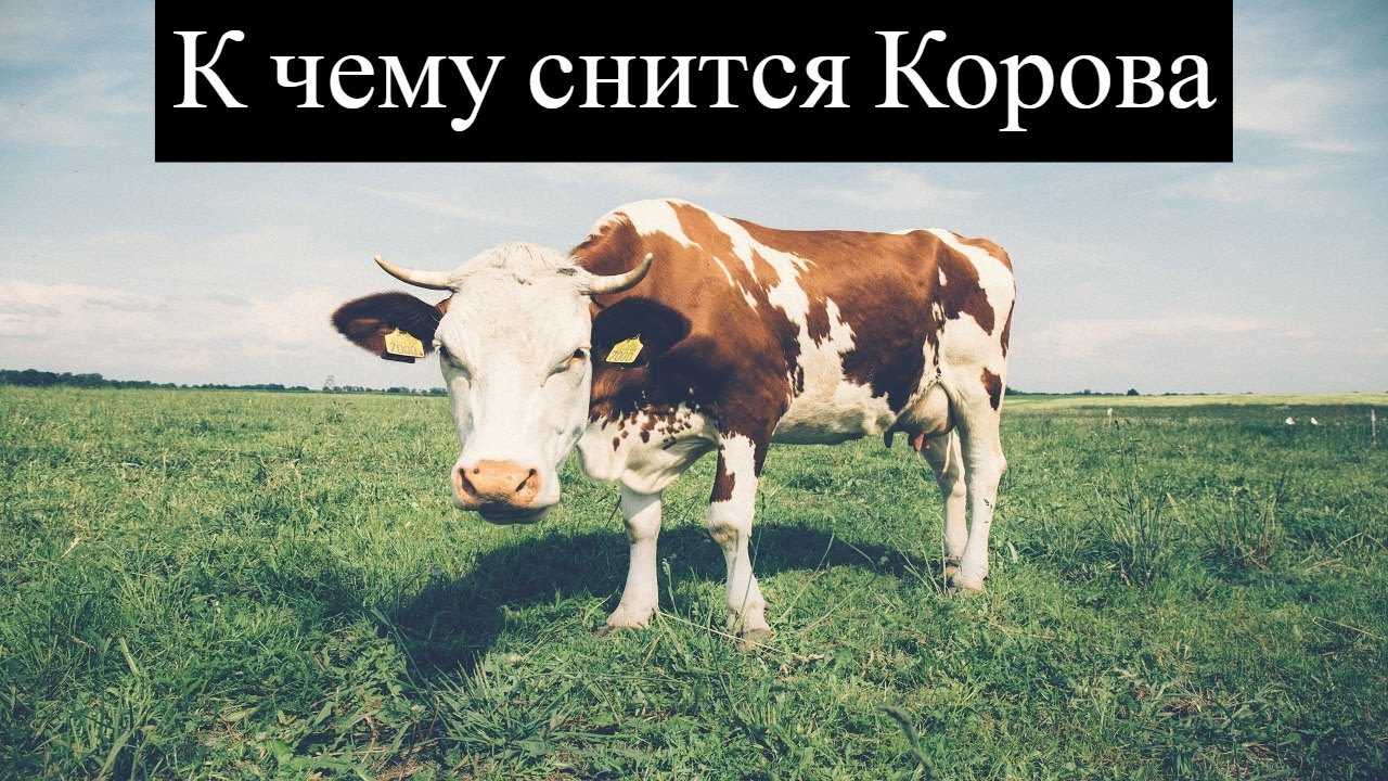 Сонник корова | гороскопы 365