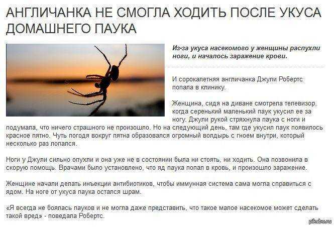 Соннику: большие пауки к чему снятся большие пауки во сне приснились