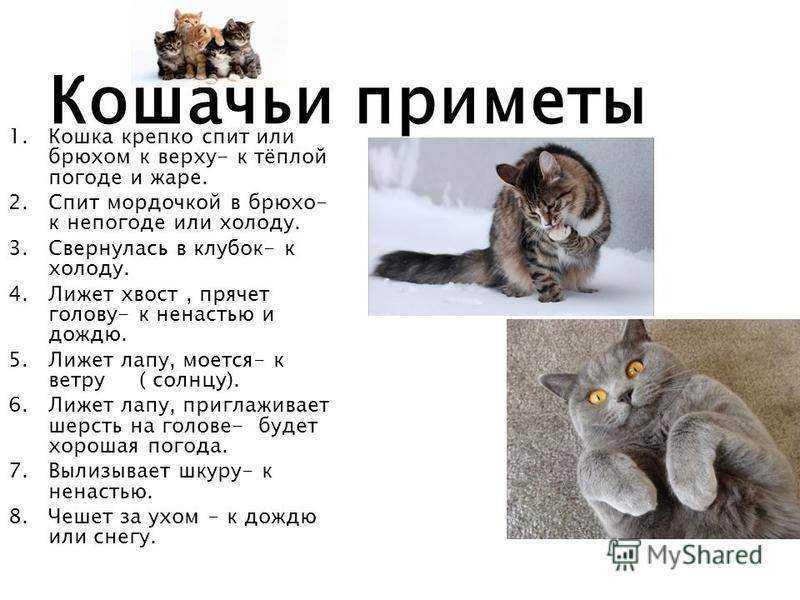 Свойства кошачьего мурлыкания: помощь людям, приметы