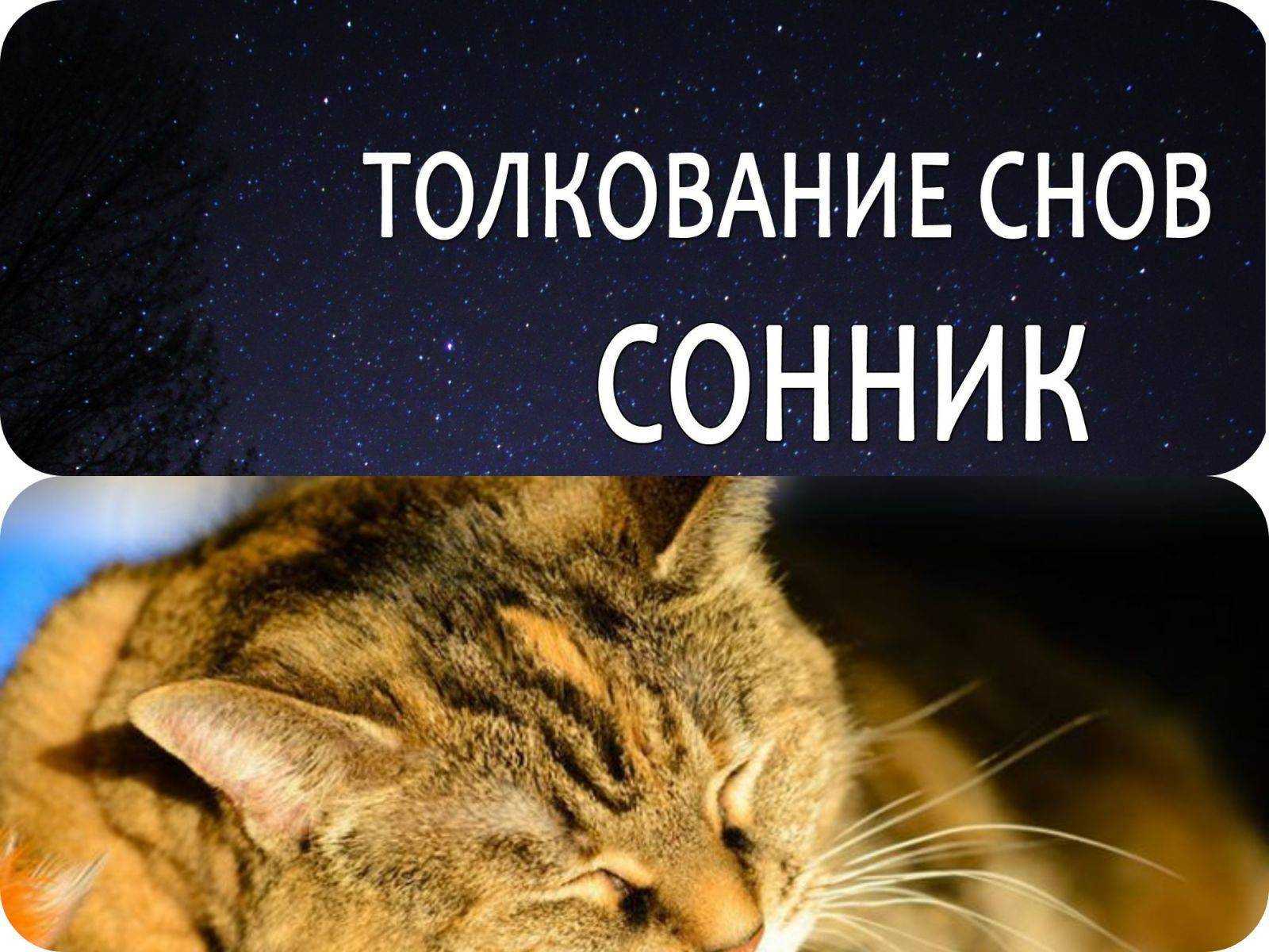 Сонник котенок | гороскопы 365
