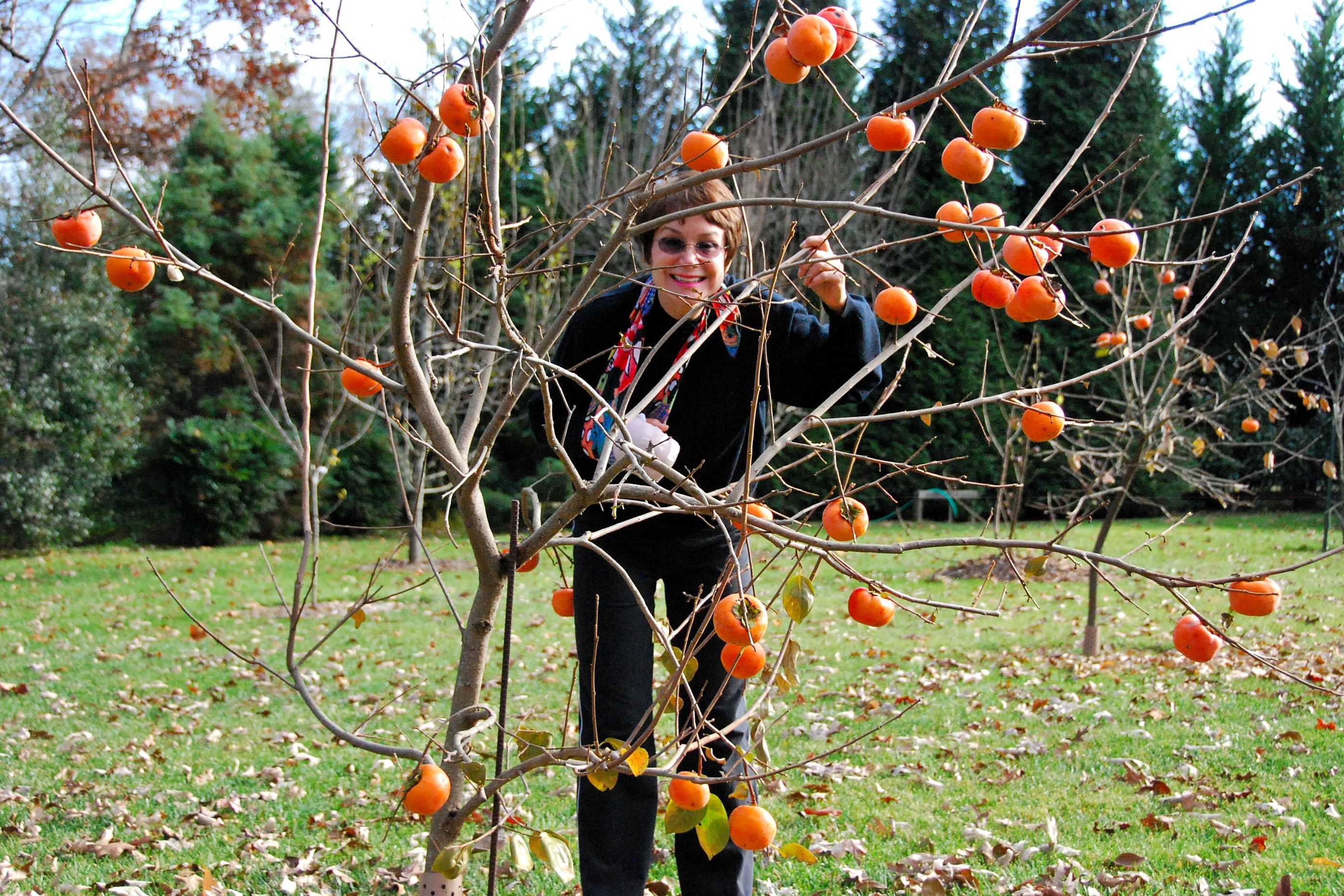 Что означает хурма во сне 🍊 — трактовки по 30 ❗ популярным сонникам: к чему снится мужчине или женщине видеть на дереве, кушать или покупать спелый или гнилой фрукт