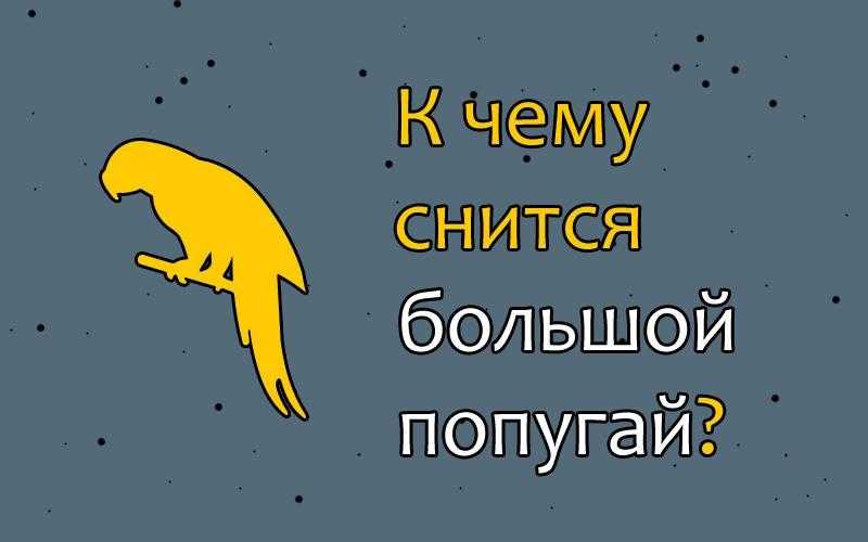 Расшифровок того, к чему снятся попугайчики, великое множество Толкователи говорят и о склонности к безудержной болтовне, и о готовности обучаться, и об